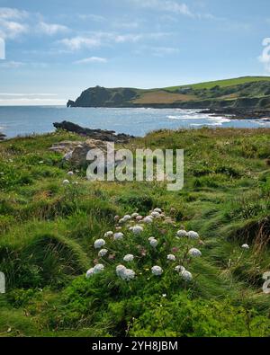 Prezzemolo di mucca in un campo sulla costa a Prawle Point sul South West Coast Path, Devon, Regno Unito Foto Stock