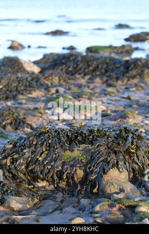 Spiral Wrack ( Fucus spiralis ) alghe marroni su scogli sulla spiaggia di Garlieston Galloway Scozia foto novembre 2024 Foto Stock