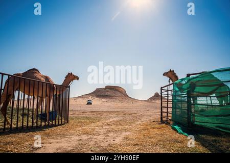 Due cammelli che si crogiolano nelle calde sabbie del deserto di al-Sarar, Arabia Saudita. Foto Stock