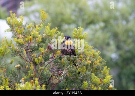 Cokatoo nero dalla coda gialla Zanda funerea che mangia un fiore di banksia in tasmania, Australia Foto Stock