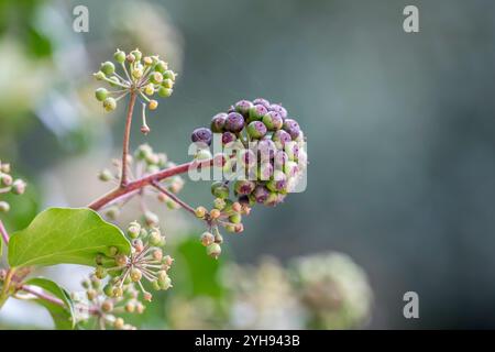Ivy Berries; Hedera Helix; UK Foto Stock