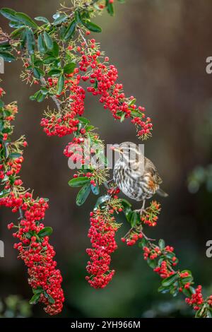 Redwing; Turdus iliacus; su Pyracantha Eating Berry; UK Foto Stock