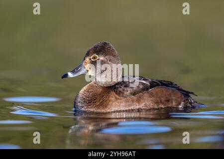 Anatra con collo ad anello; Aythya collaris; femmina; Regno Unito Foto Stock