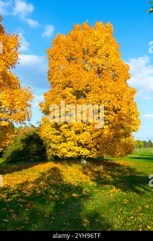 Giallo Acer platanoides giallastro giallastro girano l'autunno il giorno del sole stagione ottobre, giardino Norvegia acero contro cielo blu Autunno giallo albero Foto Stock