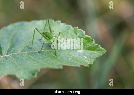 Cricket cespuglio macchiato; Leptophyes punctatissima; maschio; Regno Unito Foto Stock