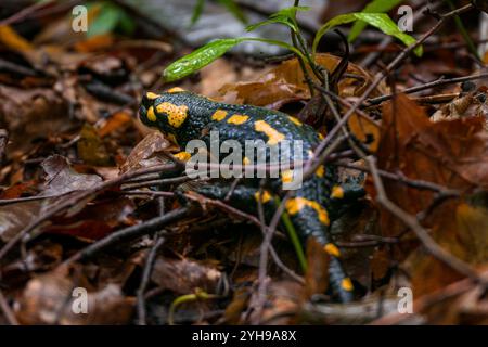 Salamandra del fuoco. Salamandra salamandra è una specie di salamandra ben nota. Primo piano di anfibi neri e gialli in habitat naturale, bagnati forcelle autunnali Foto Stock