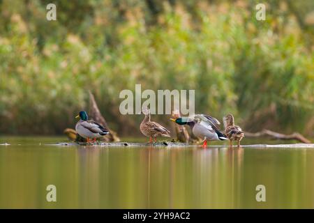 Gruppo di quattro anatre selvatiche in piedi su un tronco di albero morto nel mezzo di un lago, in Slovacchia. Germano o anatra selvatica, Anas platyrhynchos. Foto Stock