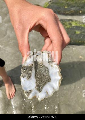 Un guscio di ostriche con un piccolo granchio eremita in mano a un adolescente in spiaggia Foto Stock