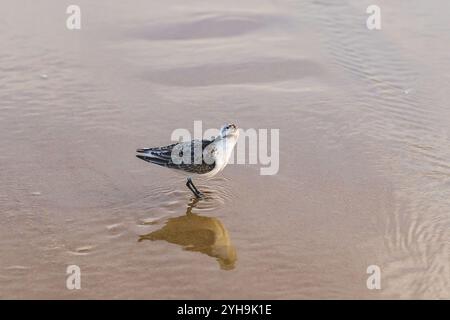 Shorebird in piedi in acque poco profonde con il suo riflesso visibile sotto. Foto Stock