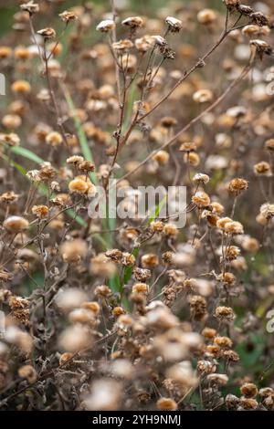 primo piano astratto di cialde di semi di fiori e teste di semi che crescono vicino a da un astratto naturale di natura adatto a sfondo o sfondo Foto Stock