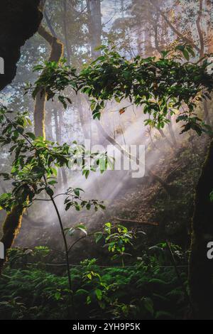 Una tranquilla foresta con delicati raggi di luce che filtrano attraverso gli alberi, illuminando le vibranti foglie verdi. Foto Stock