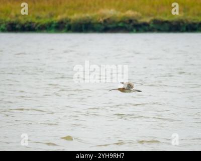 Curlew in volo, Numenius arquata Foto Stock