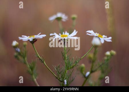 Margherite di bellezza con formiche che strisciano su di loro Foto Stock
