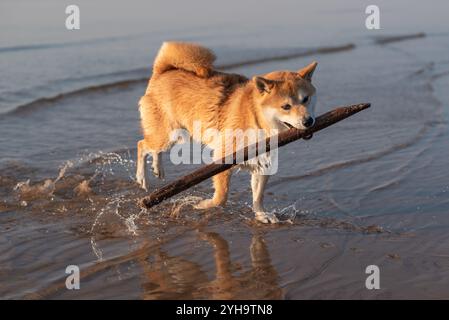 Il cane Shiba inu corre sulle acque del Mar Baltico con un bastone di legno in bocca Foto Stock