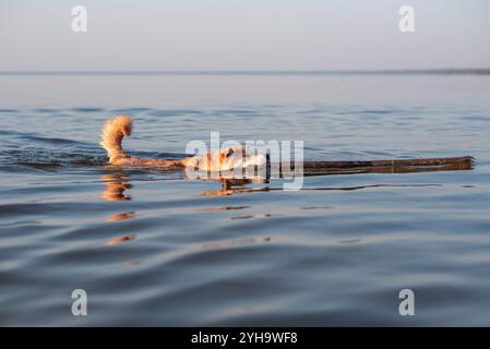 Un cane Red Shiba Inu sta nuotando in un Mar Baltico con un bastone di legno in bocca Foto Stock