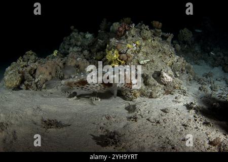 Cyclichthys spilostylus si nasconde sul fondo in Egitto. Pesce scavo sotto i coralli. I pesci sembrano palla. Vita marina nel Mar Rosso. Foto Stock