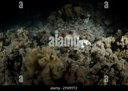 Cyclichthys spilostylus si nasconde sul fondo in Egitto. Pesce scavo sotto i coralli. I pesci sembrano palla. Vita marina nel Mar Rosso. Foto Stock