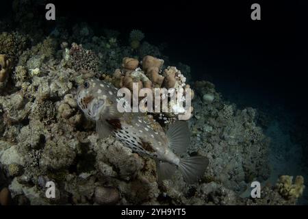 Cyclichthys spilostylus si nasconde sul fondo in Egitto. Pesce scavo sotto i coralli. I pesci sembrano palla. Vita marina nel Mar Rosso. Foto Stock