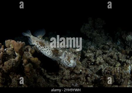 Cyclichthys spilostylus si nasconde sul fondo in Egitto. Pesce scavo sotto i coralli. I pesci sembrano palla. Vita marina nel Mar Rosso. Foto Stock