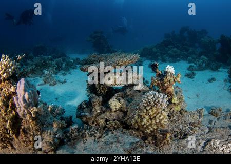 Cyclichthys spilostylus si nasconde sul fondo in Egitto. Pesce scavo sotto i coralli. I pesci sembrano palla. Vita marina nel Mar Rosso. Foto Stock