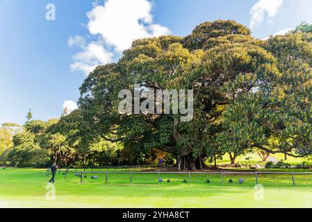 Giardino botanico reale di Sydney. Il giardino è stato aperto nel 1816 ed è la più antica istituzione scientifica in Australia. Foto Stock