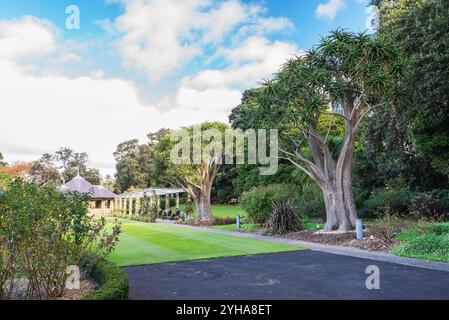 Giardino botanico reale di Sydney. Il giardino è stato aperto nel 1816 ed è la più antica istituzione scientifica in Australia. Foto Stock