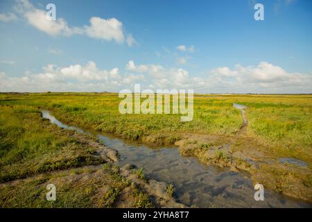 Vista alla riserva naturale di Het Zwin, Belgio Foto Stock