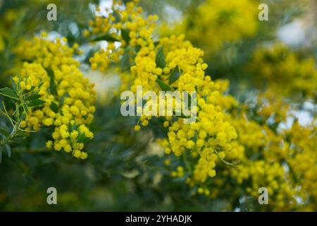 Fiori gialli della Australian acacia cultriformis Foto Stock