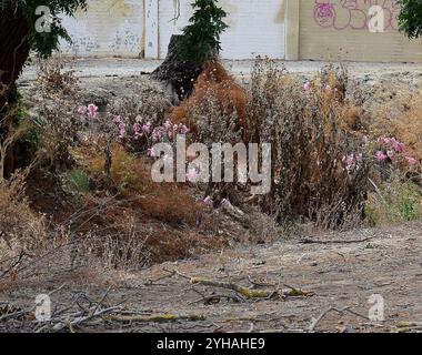 Fiori lungo l'Old Alameda Creek, Union City, California Foto Stock