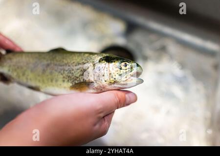 Pesce di trota arcobaleno, animale crudo crudo, cibo intero catturato con la fauna selvatica dal macro primo piano del lago alpino del Colorado Foto Stock