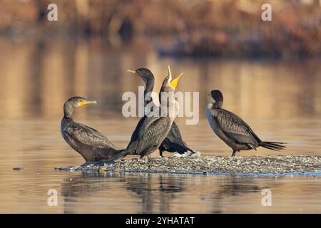 Un cormorano a doppia cresta in piedi con altri apre il becco vicino a Liberty Lake, Washington Foto Stock