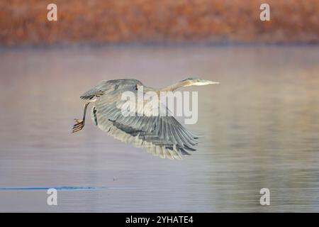 Un grande aione blu vola in basso sopra un piccolo stagno vicino a Liberty Lake, Washington. Foto Stock