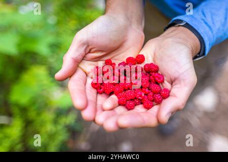 Macro primo piano di un uomo che detiene lamponi foraggiati frutti di bosco in Colorado con sfondo bokeh di foglie verdi Foto Stock