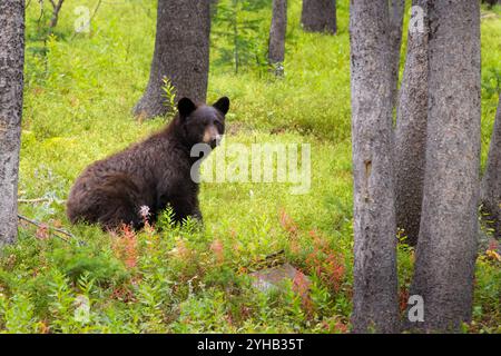 Un orso nero si trova tra i pini ponderosa e la vegetazione della tarda estate nel parco nazionale di Yellowstone, Wyoming. Foto Stock