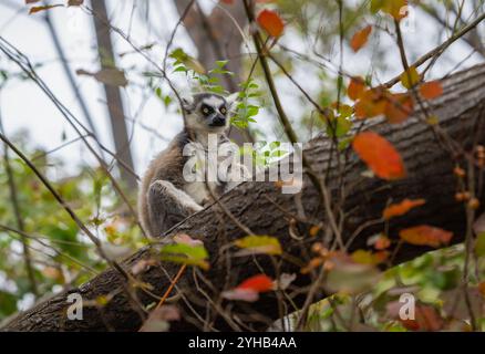 Un lembo dalla coda ad anello si trova su un ramo di albero circondato da fogliame. La caratteristica coda a strisce bianche e nere del lemure è visibile. Parco nazionale dell'Isalo, Foto Stock