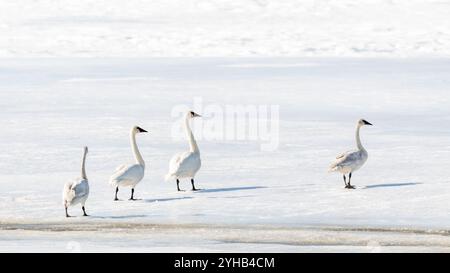 Cigni trombettieri della tundra artica visti nel Canada settentrionale, durante la loro migrazione nel Mare di Bering per l'estate. Piccolo gregge che cammina attraverso la terra ghiacciata Foto Stock