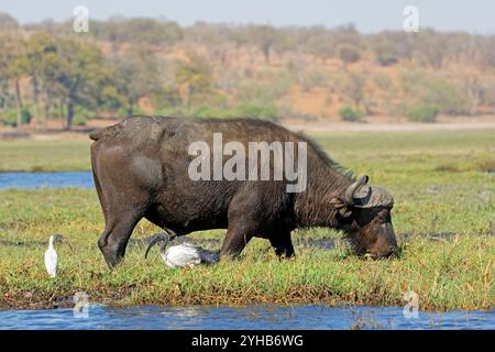 Un bufalo africano (Syncerus caffer) al pascolo, Chobe National Park, Botswana Foto Stock
