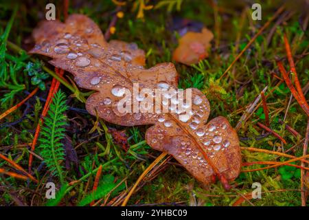 Dewy gocce riposate su foglie marroni durante la splendida ed incantevole stagione delle meraviglie autunnali Foto Stock