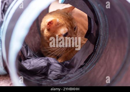 Un gatto carino è comodamente sdraiato in una borsa su cui è stampata la lettera a, godendosi lo spazio accogliente che offre Foto Stock