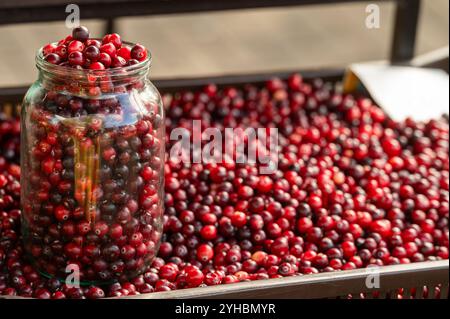 Mirtilli rossi appena raccolti esposti in un cestino in un mercato agricolo durante l'autunno Foto Stock