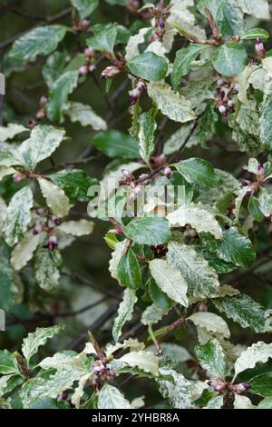 Pittosporum tenuifolium Irene Paterson, tawhiwhi Irene Paterson, foglie bianche dai margini ondulati diventano verde scuro, rosa tinto in inverno, fiori viola Foto Stock