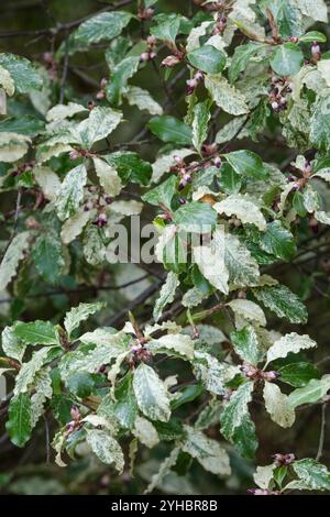 Pittosporum tenuifolium Irene Paterson, tawhiwhi Irene Paterson, foglie bianche dai margini ondulati diventano verde scuro, rosa tinto in inverno, fiori viola Foto Stock