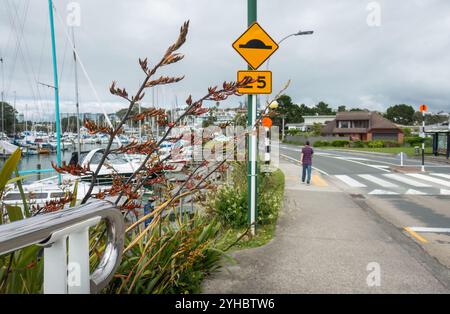 Lino fresco nativo della nuova Zelanda (Harakeke) in primavera alla Milford Beach Reserve. Persone che camminano sul marciapiede pedonale. Milford. Auckland. Foto Stock