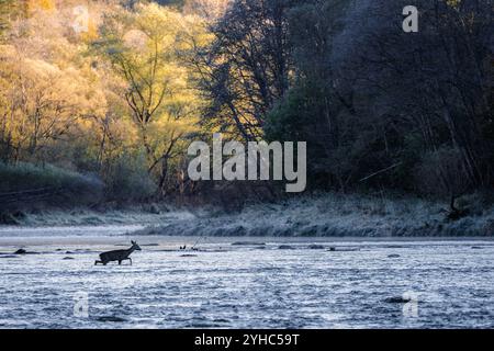 Cervo europeo - Capreolus capreolus, ritratto di cervo comune proveniente da foreste, boschi e prati europei, fiume San, Polonia. Foto Stock