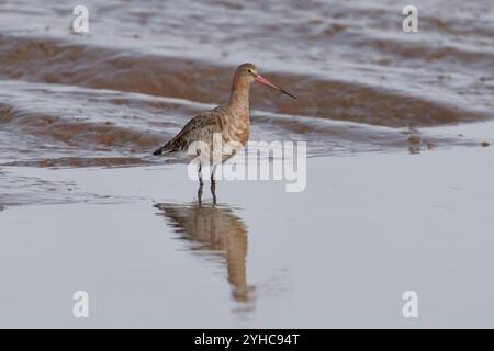 Godwit-Limosa limosa dalla coda nera. Foto Stock