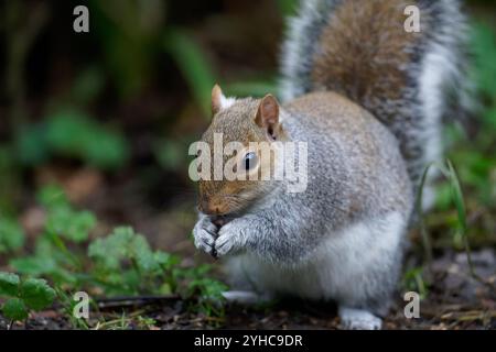 Alimentazione grigia dello scoiattolo-Sciurus carolinensis. Autunno Foto Stock