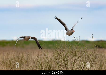 Greylag Geese-Anser anser. in volo. Primavera Foto Stock