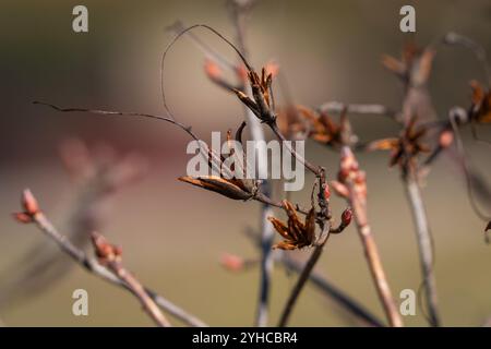 Primo piano del vaso di semi di Rhododendron. Asciugare le cialde di semi in primavera. Sfondo di natura astratta della scatola con semi di rododendra. Concetto stagionale. Foto Stock
