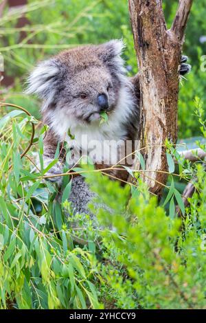 Un koala che sgrana le foglie di eucalipto mentre è arroccato su un ramo d'albero in un lussureggiante habitat australiano, l'Australia Foto Stock