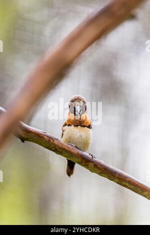 Manichino petto di castagne arroccato su un ramo in un ambiente naturale con sfondo verde sfocato Foto Stock